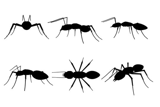 Set with silhouettes of ant in different positions isolated on white background. Vector illustration