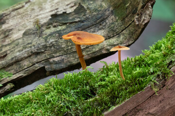 Fototapeta premium Mushrooms Growing on a Moss Covered Log in Lost Creek State Natural Area, Tennessee