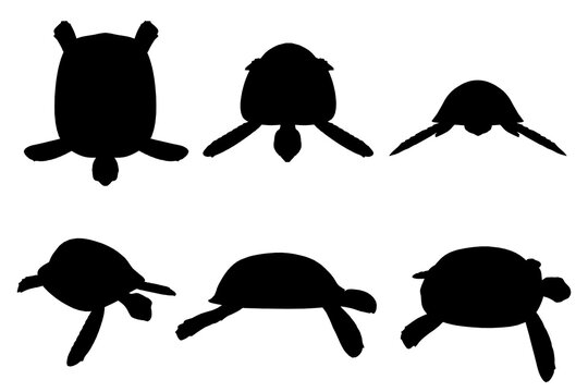 Set with silhouettes of a turtle in various positions isolated on a white background. Vector illustration