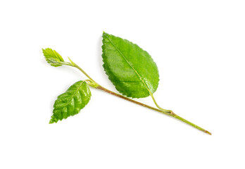 Young Branch Isolated, Spring Tree Twig on White Background