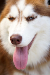 cute husky dog for pet