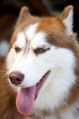 cute husky dog for pet