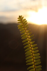 fern on a sunset