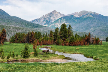 Moose in The Mountains