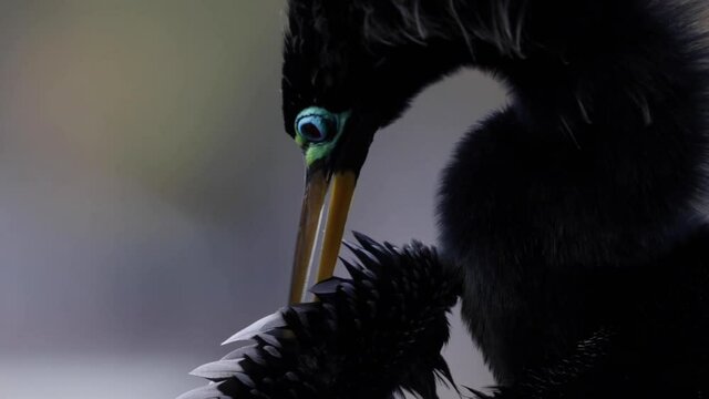 Anhinga near the lake, 60fps, RAW