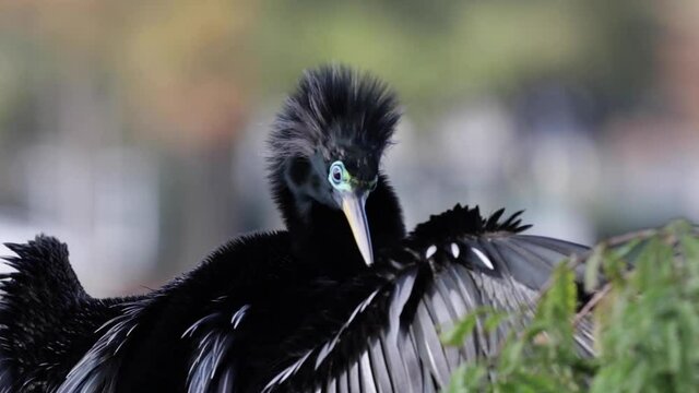 Anhinga near the lake, 60fps, RAW