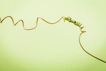 Close up of connected vine on light green background . Connected vine with shallow depth of field. Nature background with vine. Connecting with nature concept.