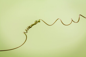 Close up of connected vine on light green background . Connected vine with shallow depth of field. Nature background with vine. Connecting with nature concept.
