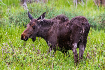 Side Close Up of a Bull Moose