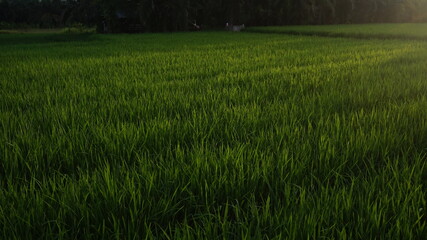 Obraz premium green grass field rice 