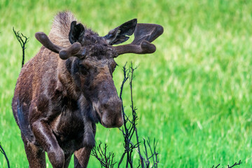 Close Up of a Moose