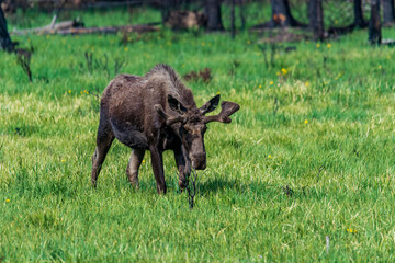 Bull Moose in Nature