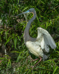 Tricolor Heron