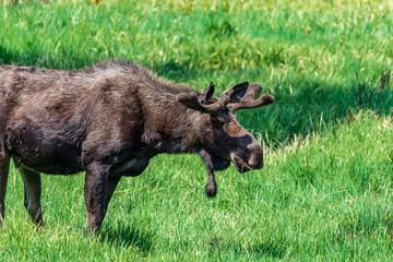 Bull Moose in The Willows