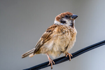 Eurasian Tree Sparrow or Passer montanus, Beautiful bird isolated perching on black cable, Thailand.
