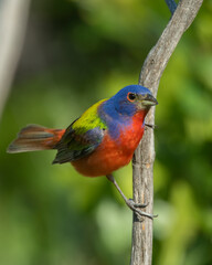 Male Painted Bunting