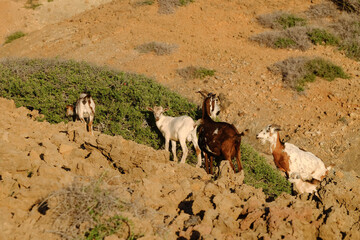 goats in the desert