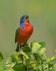 Male Painted Bunting