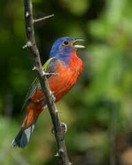 Male Painted Bunting