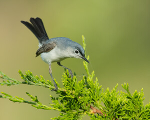 Blue Gray Gnatcatcher