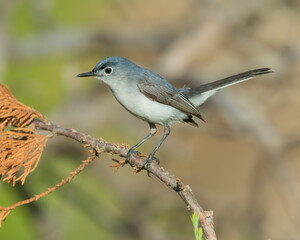 Fototapeta premium Blue Gray Gnatcatcher