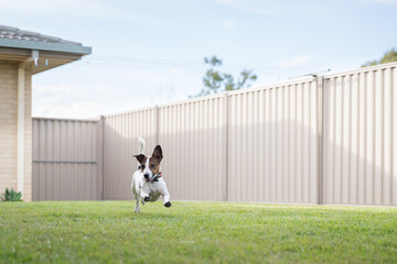 A Jack Russell Terrier running in backyard with steel fence and green lawn. - Powered by Adobe