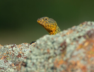 Male Eastern Collared Lizard