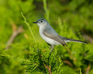 Blue Gray Gnatcatcher