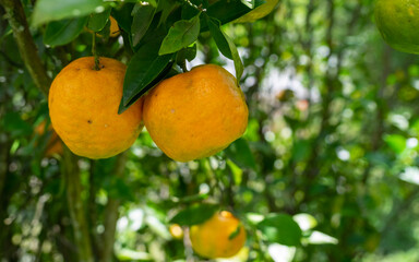 tropical orange fruit on the tree