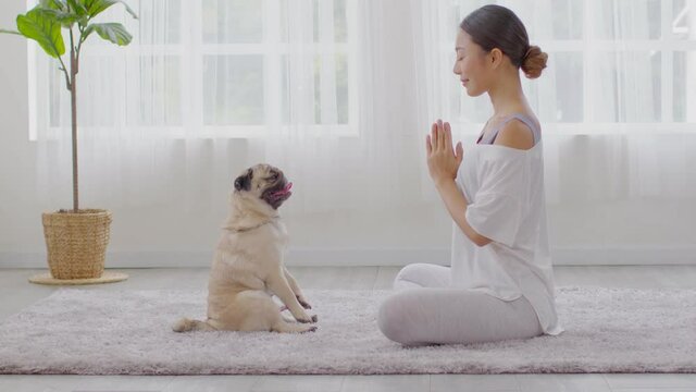 Beautiful Asian woman practice yoga lotus pose with dog pug breed enjoy and relax with yoga at home,Recreation Exercise with Dog ,Wellness woman breathing and meditation with yoga and dog small pet