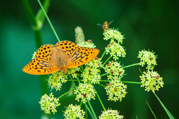 Mother-of-pearl aglaia, lat. Agynnis aglaja, is a diurnal butterfly from the nymphalid family. The orange butterfly collects nectar from the flower along with other insects.