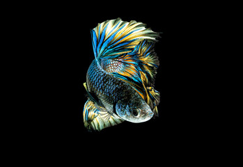 siamese fighting fish,  betta,   Betta splendens, Rhythmic of Betta fish isolated on black background, cliping path, Pla-kad biting fish Thai,