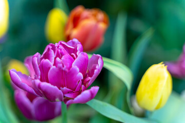 Violet Tulip with blurred background