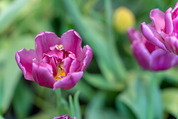 Violet Tulip with blurred background