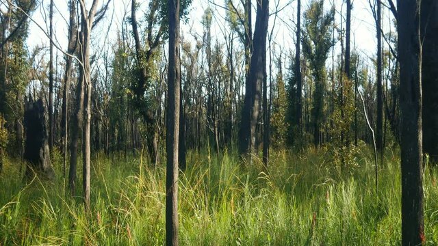 Panning footage of lush regrowth and recovering eucalypt forest one year after wildfire near Mallacoota, Victoria, Australia, December 2020