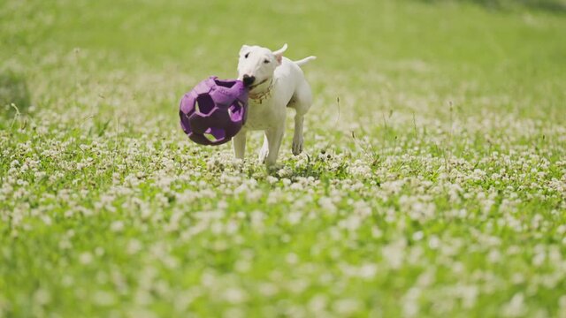 White bull terrier puppy running on the green grass, holding a big rubber ball in her mouth. The ball is swinging from side to side. Slow-motion video.