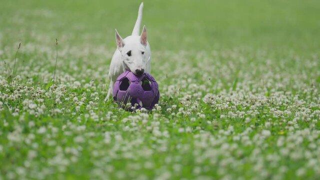 A cute white bull terrier puppy playing with a big rubber ball on the green lawn. Puppy is running, catching a ball and letting it go, and catching it again.