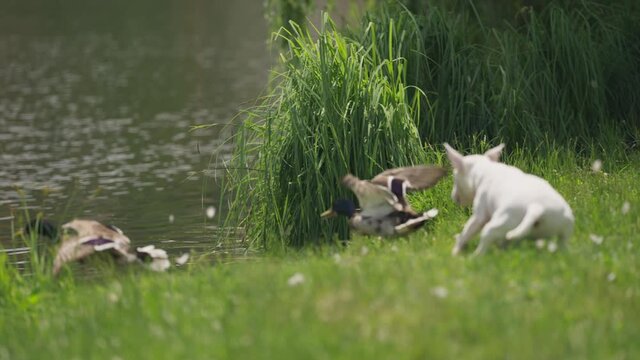 A small white dog is chasing wild ducks, birds are fleeing into the lake. Ducks were sitting in lush grass near a lake.  A slow-motion video.summer