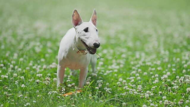 A cute white bull terrier puppy standing in the lush green grass,  a cloverleaf stuck to her tongue. The puppy is breathing heavily, tongue sticking out.