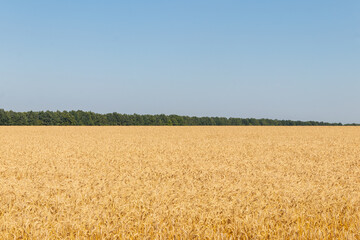 Field of ripe golden wheat