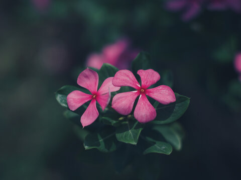 Closeup shot of pink Periwinkle flowers isolated on green blurry background