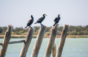 A flock of cormorants sits on a old sea pier