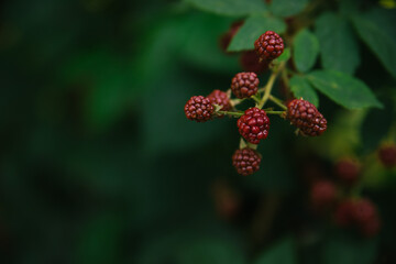 A bush with green blackberry leaves. Unripe berries hang on the branches. Juicy greens in summer.
