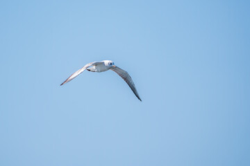 Sea gull in the clear blue sky.