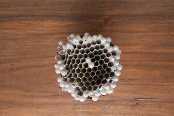 Wasp nest isolated on wooden texture. Also visible some eggs in the cells, with clipping path. Top...