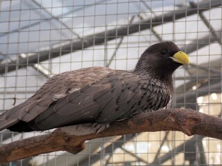 ハイイロエボシドリ