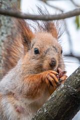 The squirrel with nut sits on a branches in the spring or summer. Portrait of the squirrel close-up