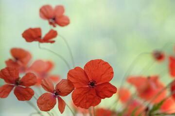 Poppies in the field like a flock of moths