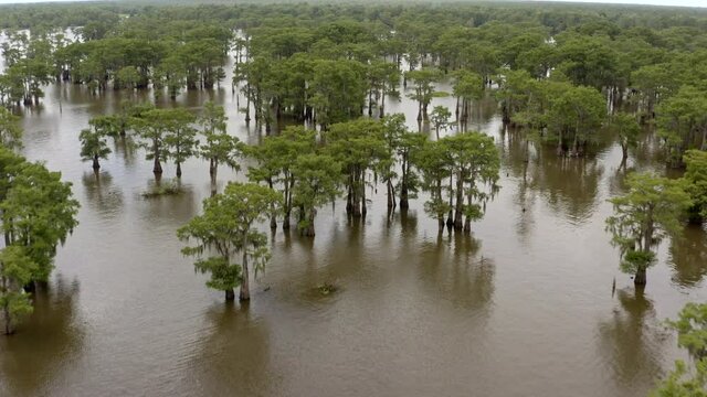 Atchafalaya swamp in Lafayette Louisiana