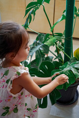 Cleaning and oiling the houseplant leaves, taking care of plant Monstera using a cotton sheet by a little girl.